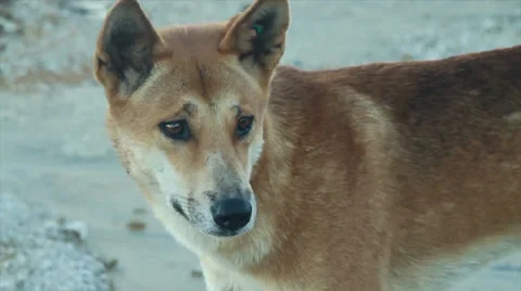 Wild Dingo in Australia 库存影片 24791345