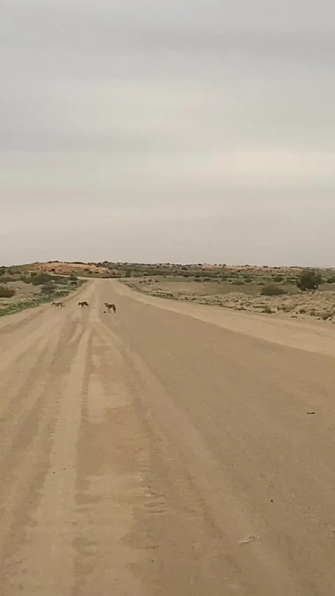 Wild Dingo Pack Wanders Across Strzelecki Track, Moomba, South Australia, Austra Stock-Footage 205336746