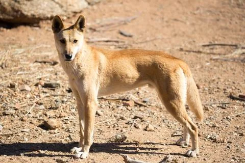 Wild Dingo Foto stock