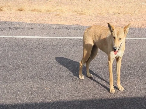WILD DINGO ON ROAD 스톡 동영상 100386115