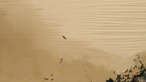 Wild Dingo Walking Along Sand Ripples On Fraser Island KGari Australia, 4K Stock Footage 325694189