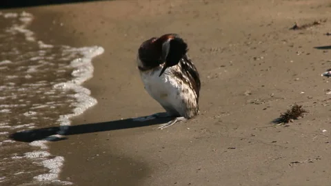 Wild diving duck cleans its plumage 스톡 동영상 171368020