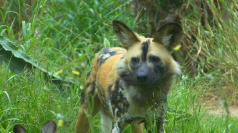 Wild dog 720p Stock Footage 696670