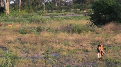 Wild Dog and impala Stock Footage 1086964