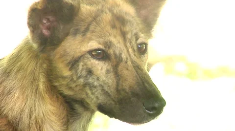 Wild Dog in Bali Stock Footage 41380531