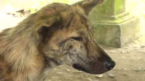 Wild dog in Bali Stock Footage 41380538