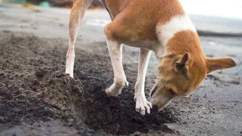 Wild Dog Digging a Hole in Sand on the Beach Vídeos de archivo 154865455
