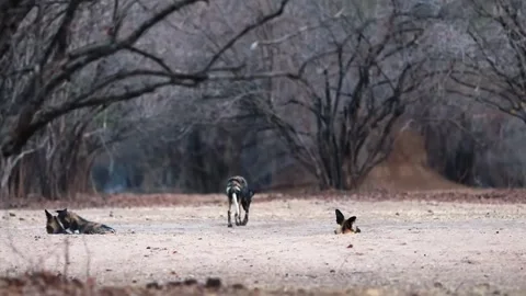 Wild Dog on Dry Ground Stock Footage 321839059