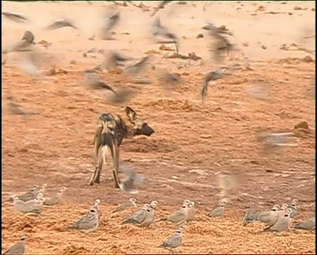 Wild Dog  库存影片 724993