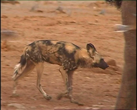 Wild Dog 库存影片 725619