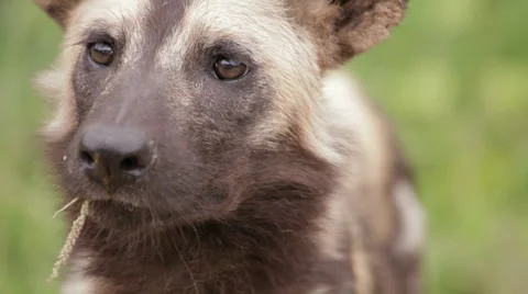 Wild Dog Stock Footage 29651327