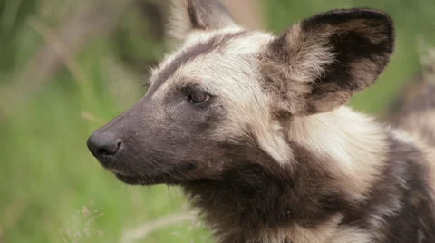 Wild Dog Stock Footage 29651478