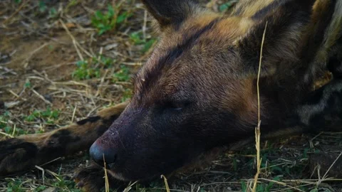 Wild dog head in close up. Stock Footage 336195743