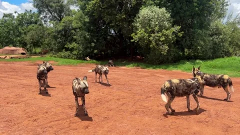 Wild dog pack move around den in Africa during summer Stock Footage 306070100