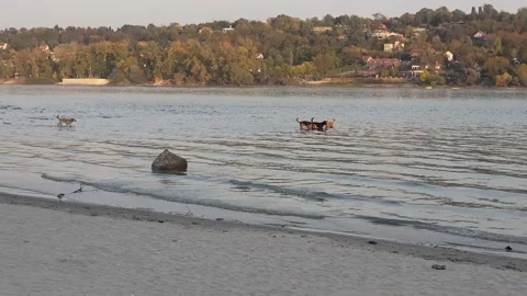 Wild Dog Pack In The River Danube Stock Footage 199605458