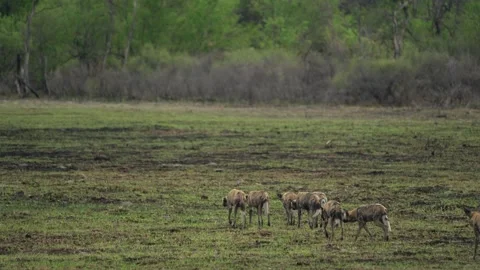 Wild dog, pack walking in the forest, Okavango detla, Botswana in Africa. Danger Vídeos de archivo 165027231