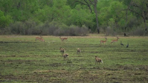 Wild dog, pack walking in the forest, Okavango detla, Botswana in Africa. Danger Stock Footage 165027317