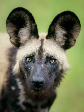 Wild dog Stock Photos