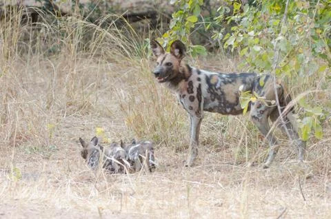 Wild dog Stock Photos