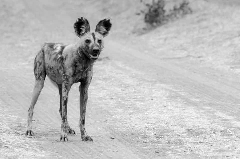 Wild dog Stock Photos