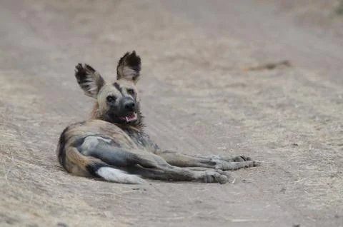 Wild dog Stock Photos