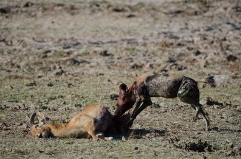 Wild dog Stock Photos