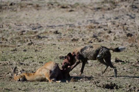 Wild dog Stock Photos