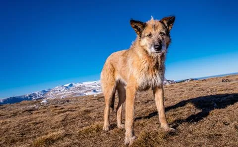Wild dog Stock Photos