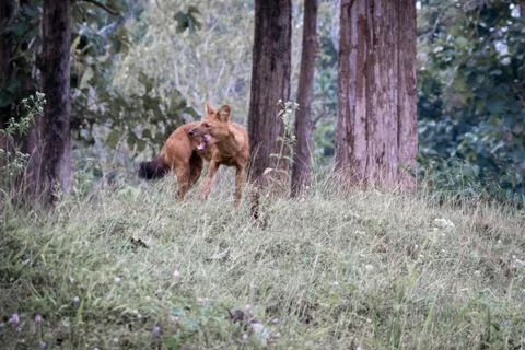 Wild dog Stock Photos