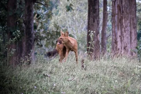 Wild dog Stock Photos