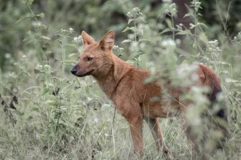 Wild dog 스톡 사진