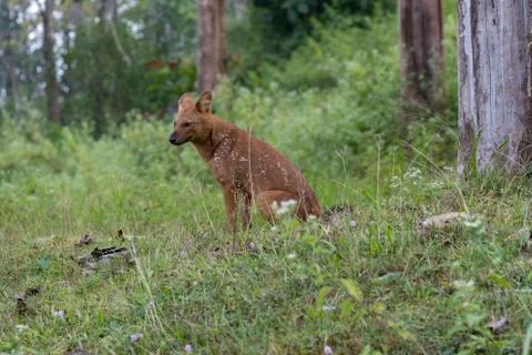 Wild dog Stock Photos