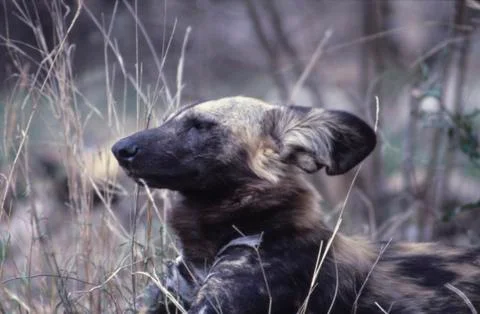 Wild Dog Stock Photos
