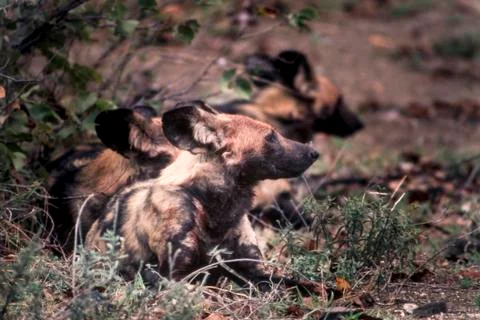 Wild Dog Foto stock