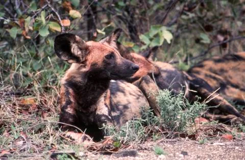 Wild Dog Stock Photos