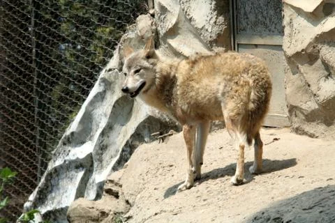 Wild Dog Stock Photos