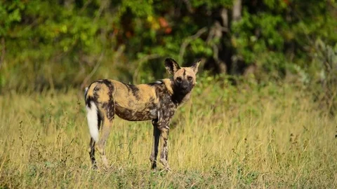Wild Dog in profile Stock Footage 70694331
