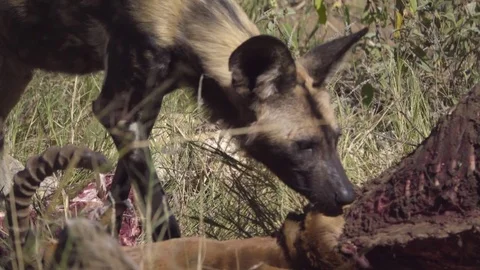 Wild Dog pulls on an Impala kill Stock Footage 83841072