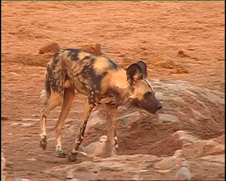 Wild dog running  库存影片 725644