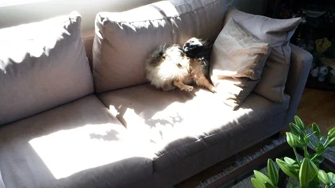 Wild dog in sofa after a bath Stock Footage 125701636