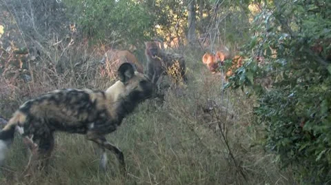 Wild Dog steels back Video stock 9026415