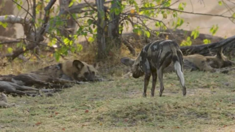 Wild Dog walks back to sleeping pack and wakes some of them Stock Footage 237444280