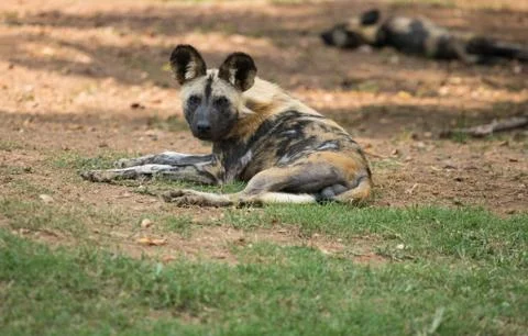 Wild Dog_0835 Stock Photos