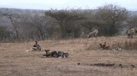 Wild dogs chewing bones. Stock Footage 11400791