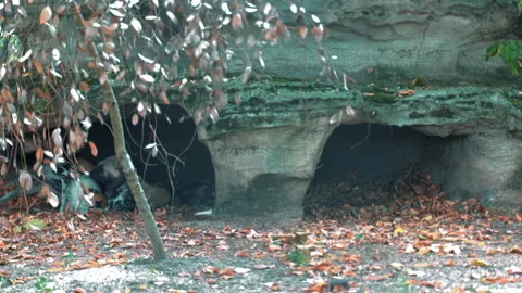 Wild dogs den  4k Stock Footage 215935638