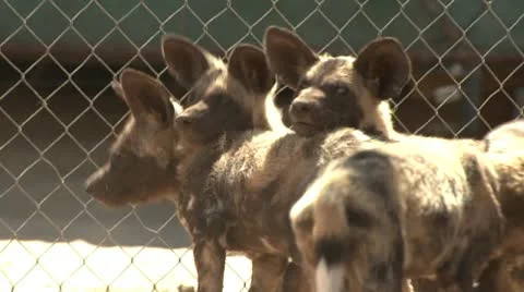 Wild dogs Stock Footage 10969825