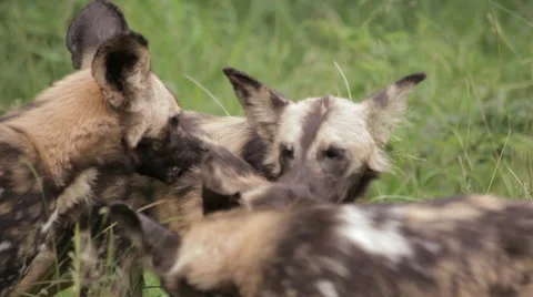 Wild Dogs 動画素材 29494419