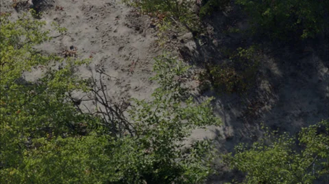 Wild Dogs Stock Footage 37303678