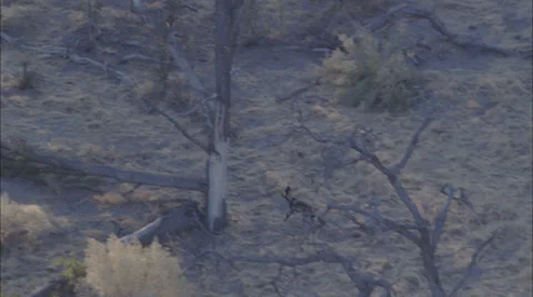 Wild Dogs Stock Footage 39884584
