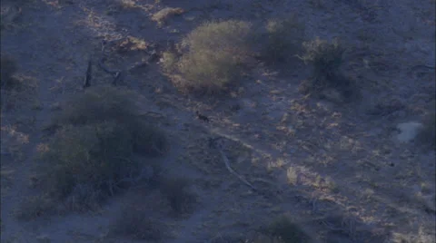 Wild Dogs Stock Footage 39884791